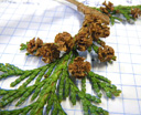 hinoki cypress (chamaecyparis obtusa), with typical seed cones. 2009-01-26, Pentax W60. keywords: chamaecyparis breviramea, cupressus obtusa, japanese cypress, hinoky-scheinzypresse, muschel-zypresse